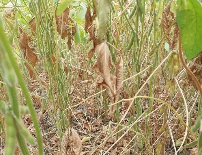 Rio Grande do Sul tem 48 municípios em situação de emergência pela estiagem