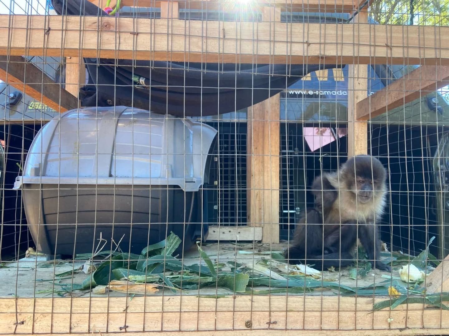 Brigada Militar resgata macaco-prego mantido em cativeiro ilegal em Vista Alegre