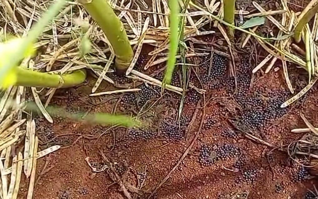 Tempestade de granizo causa perdas de até 100% em lavouras de canola e trigo em Nova Ramada