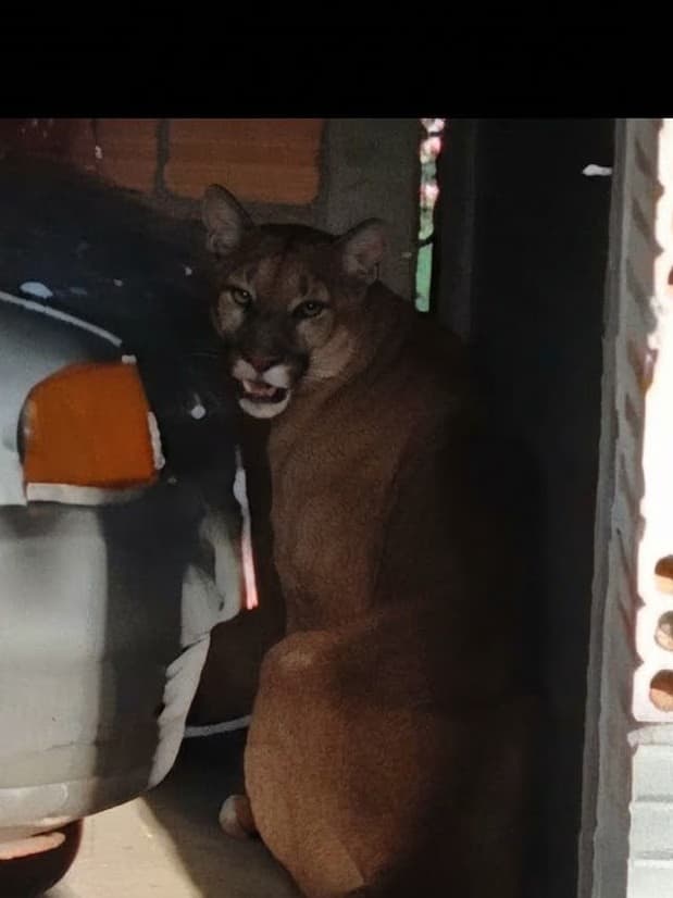 Possível onça-parda é avistada em garagem de residência no centro de Inhacorá