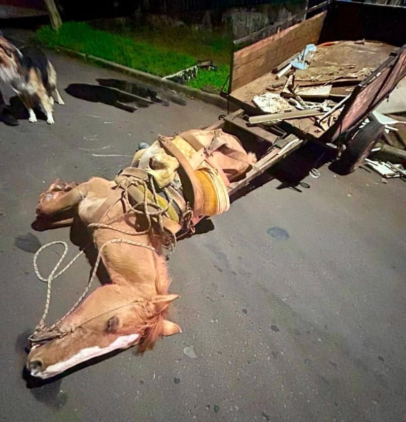 Cavalo exausto cai ao puxar carroça carregada de papelão em Cruz Alta