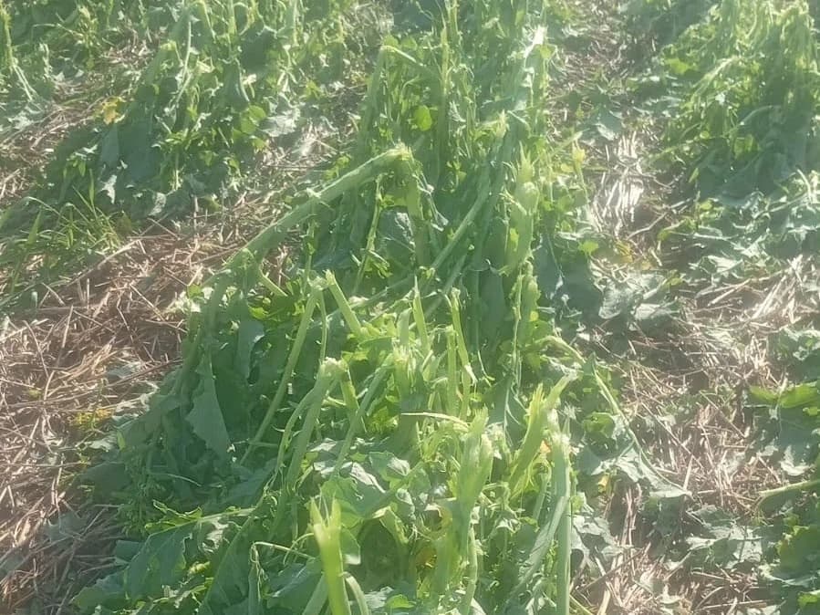 Temporal de granizo destrói plantação de canola em Santo Antônio das Missões