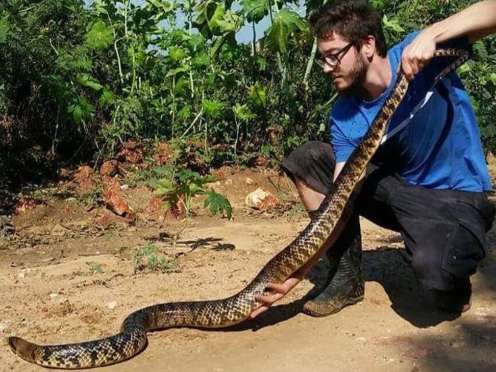 ENTREVISTA| “Serpentes não são malignas”, diz biólogo sobre aumento de casos na região