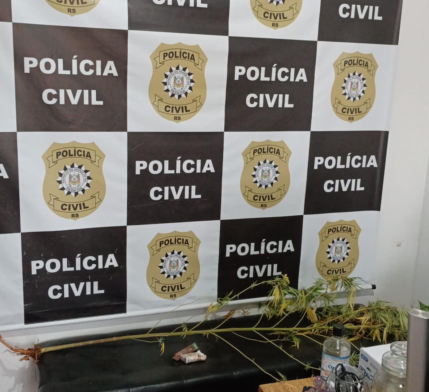 Operação policial combate cultivo ilegal de maconha em Redentora
