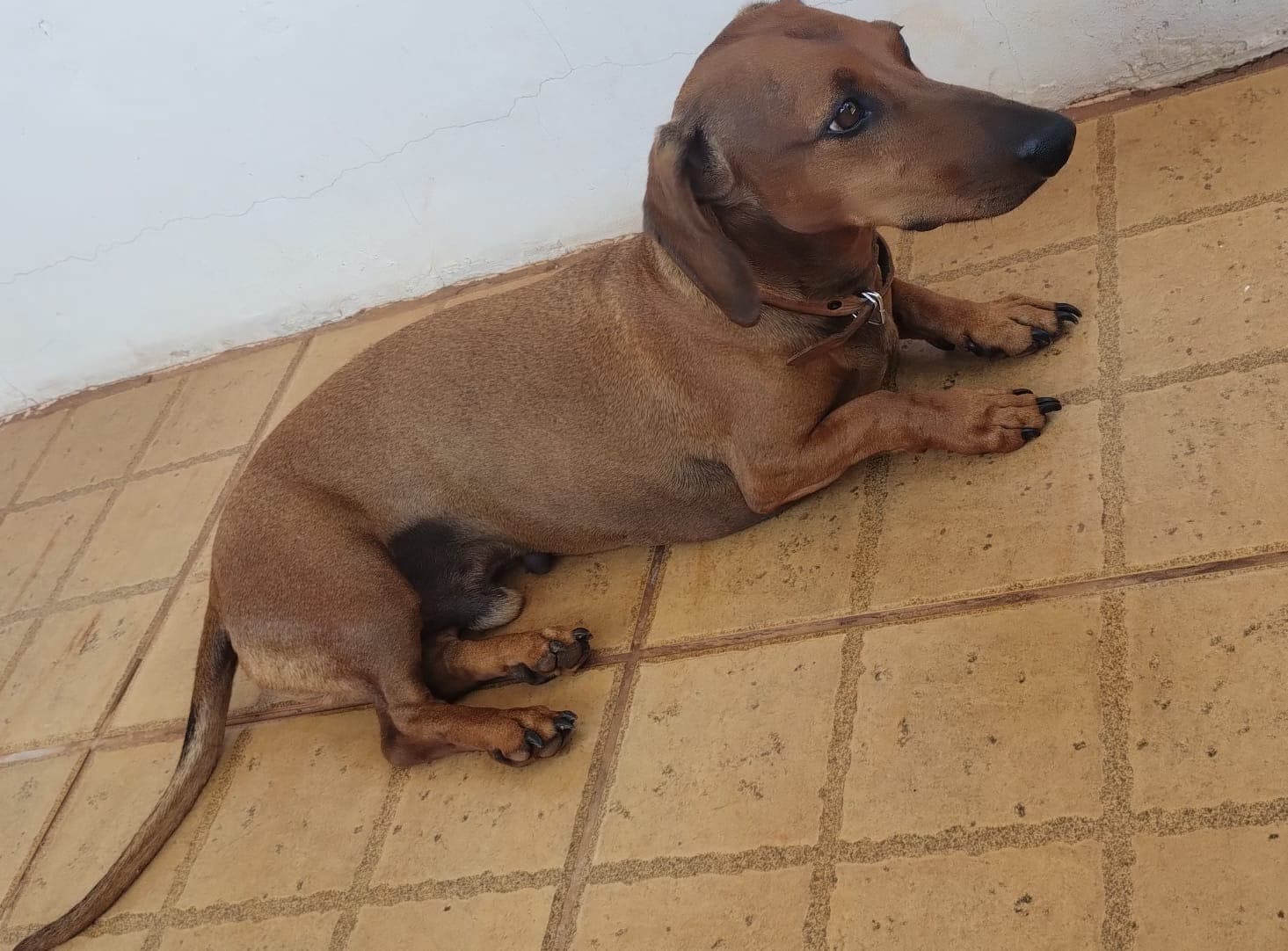 Família promove vaquinha online para custear cirurgia de cachorro em Santo Augusto