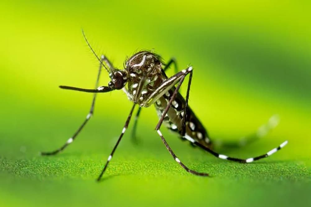 RS chega a 11 mortes por dengue