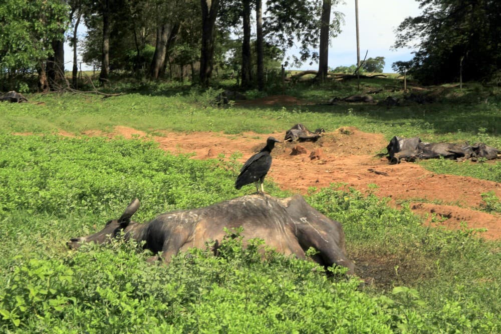 Búfalos são abandonados em um dos maiores casos de maus tratos a animais já vistos no Brasil