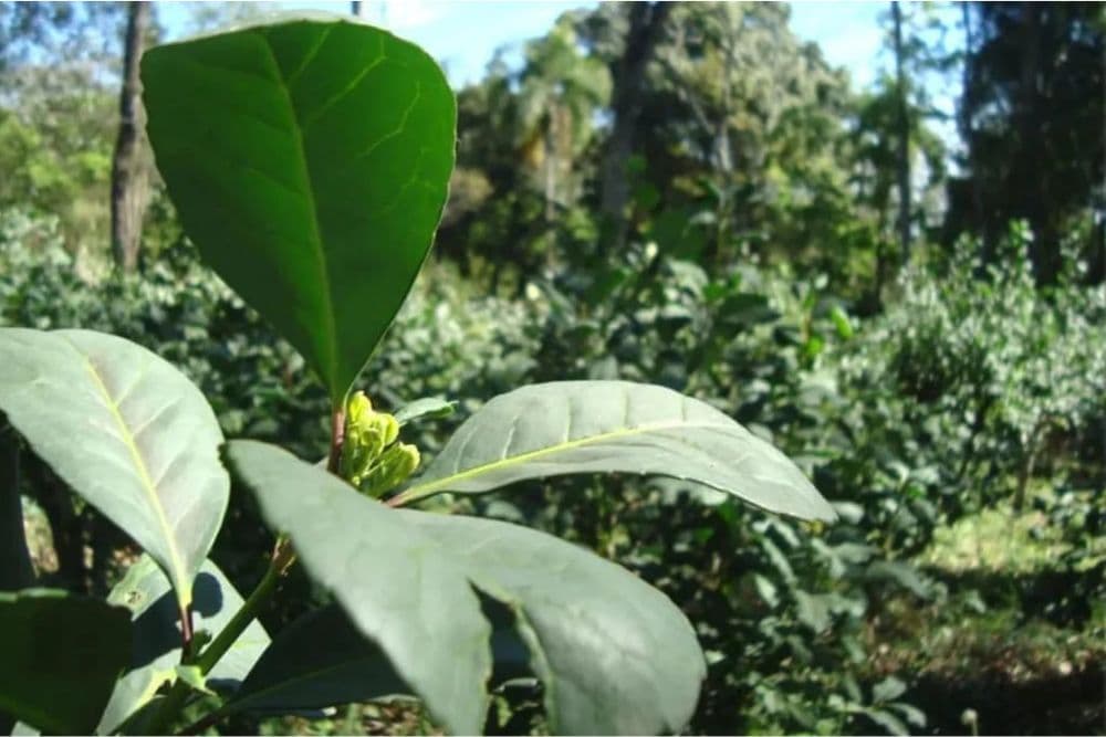 Concurso procura a maior árvore de erva-mate no Rio Grande do Sul