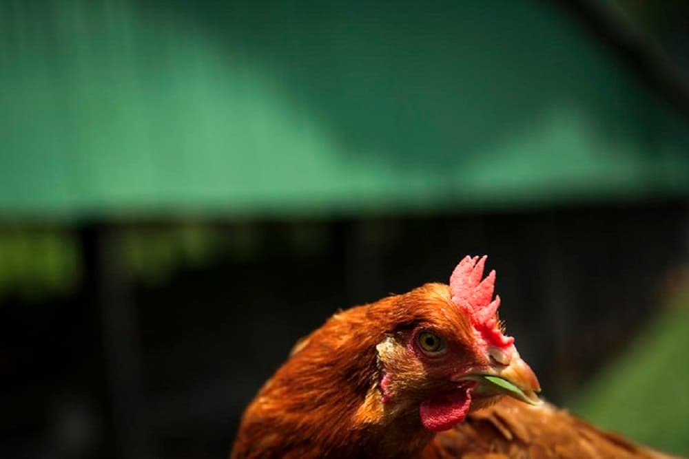 Ministério da Agricultura confirma primeiro foco de gripe aviária em ave doméstica no país