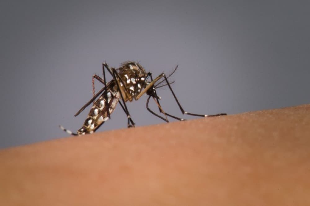 Mortes por dengue no RS sobem para 29