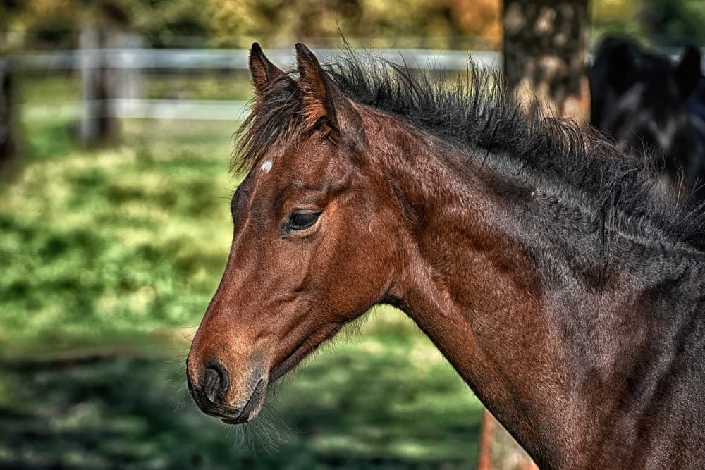 Primeiro caso de encefalomielite equina é confirmado no RS