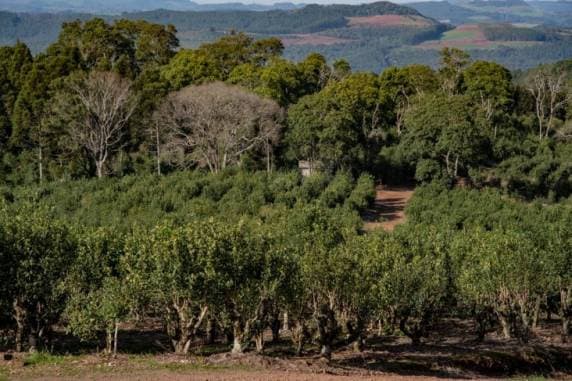 Produtores estimam queda na safra de erva-mate para 2021 no RS
