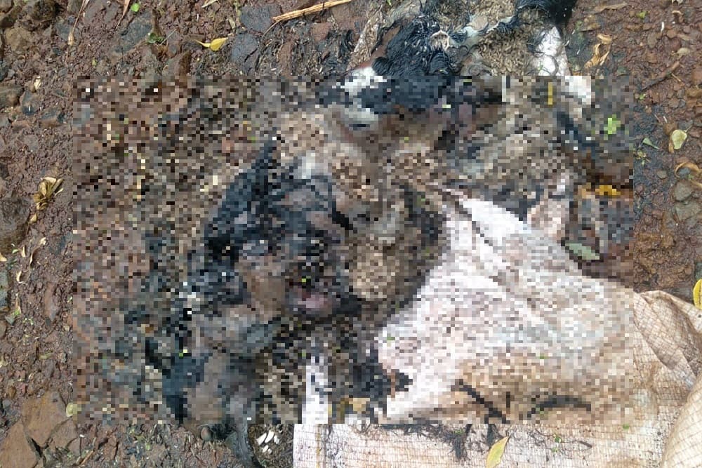 Cachorro é vítima de crueldade extrema em Santo Augusto