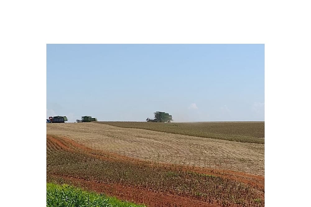 EMATER estima média de 12 sacas de soja por hectare na região