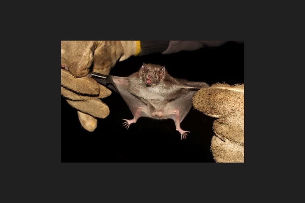 Alerta sanitário é emitido após caso de raiva herbívora em Campo Novo