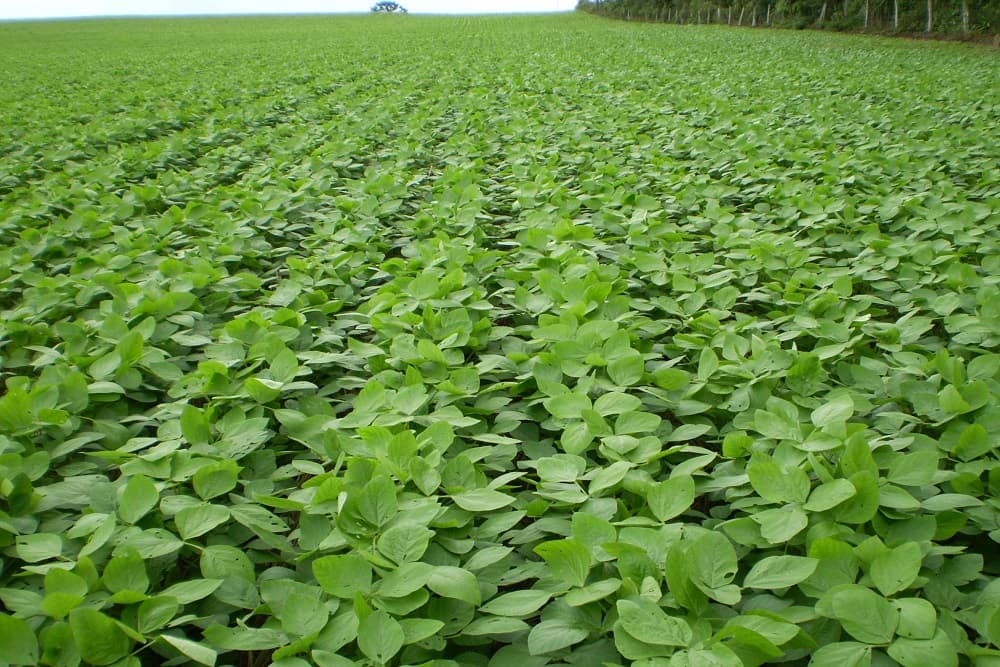 Pela primeira vez, vazio sanitário da soja é definido no Rio Grande do Sul