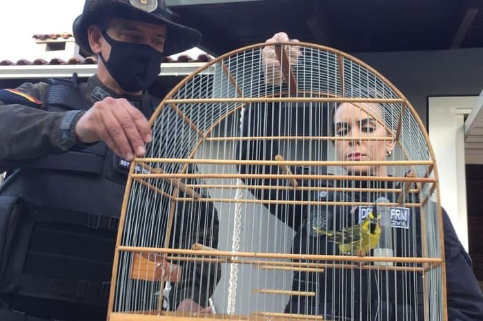 Operação prende caçadores que mantinham grupos de WhatsApp e lojas virtuais para comércio ilegal de animais no RS