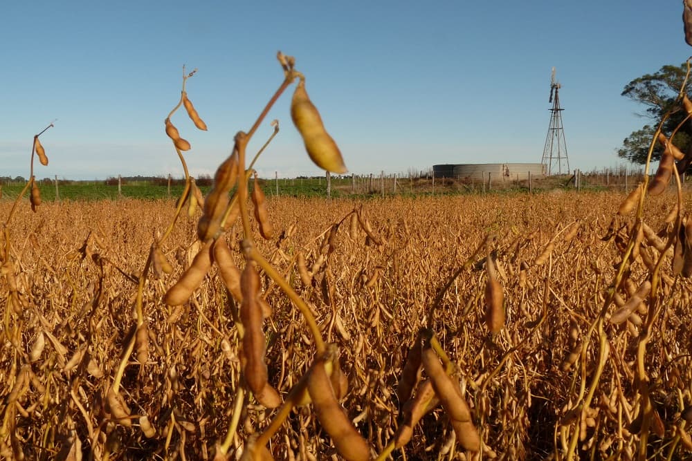 Conab aponta para uma produção de 295,6 milhões de toneladas de grãos na safra 2023/24