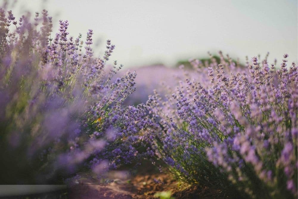 Início gelado, chance de La Niña e períodos de estiagem: veja o que esperar da primavera no RS