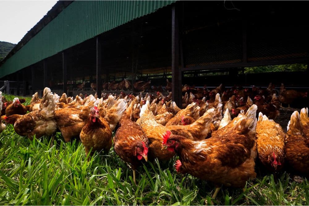 Brasil investiga mais duas suspeitas de gripe aviária em granjas comerciais