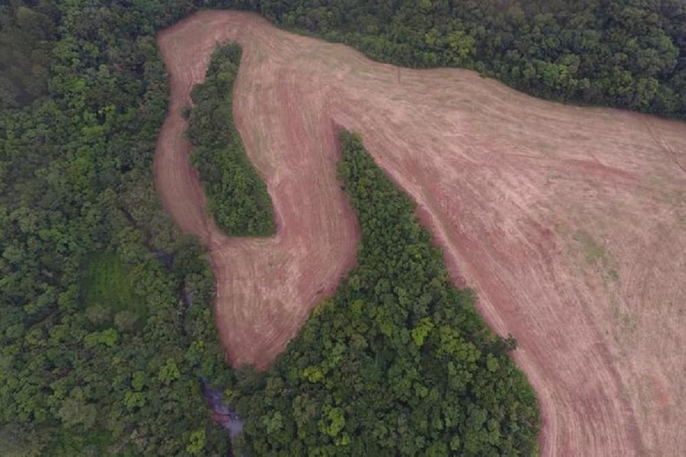 Fepam deflagra operação contra o desmatamento após denúncias do Ministério Público do RS