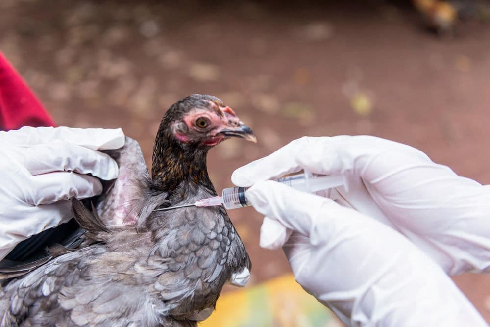 Derrubadas tem caso suspeito de gripe aviária
