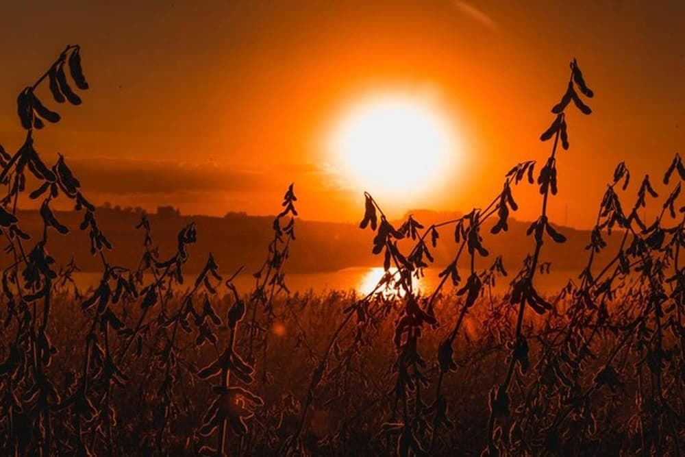 Cresce chance de safra 2024/2025 ser cultivada sob La Niña