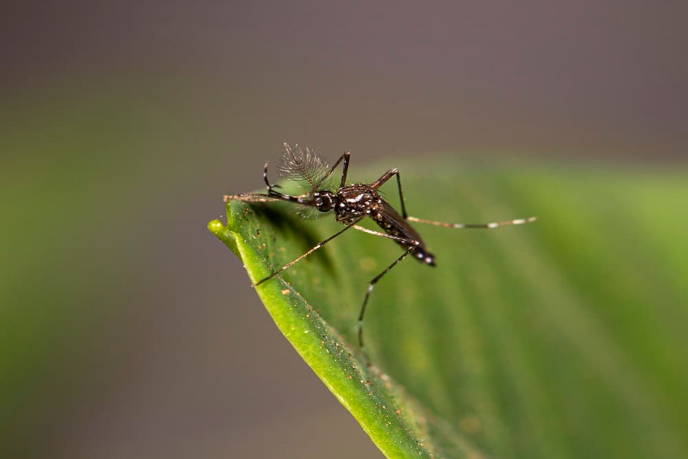 Contra a dengue, campanha #XôMosquito busca combater criadouros