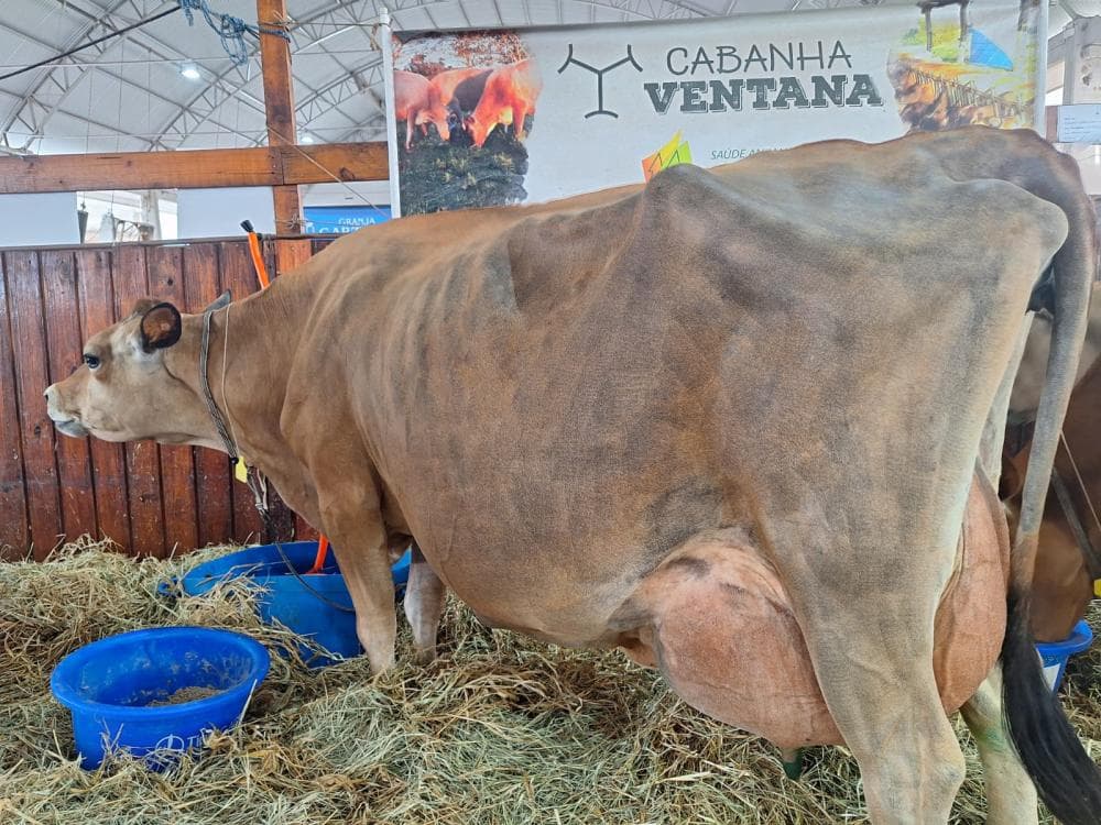 Concurso Leiteiro da 9ª ExpoAgro Cotricampo tem quebra de recorde sul-americano na rac?a Jersey