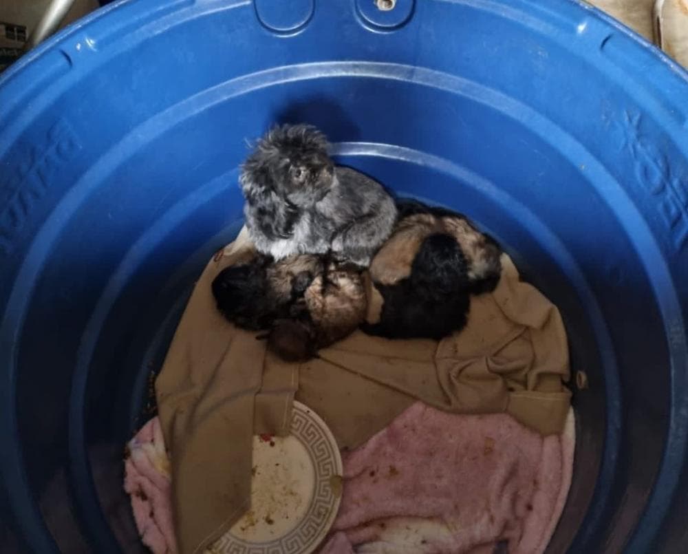 Dois homens são presos por maus tratos a animais em Marau