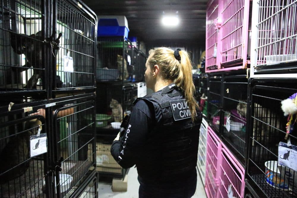 Ex-secretária da causa animal de Canoas teria usado cargo para matar dezenas de bichos