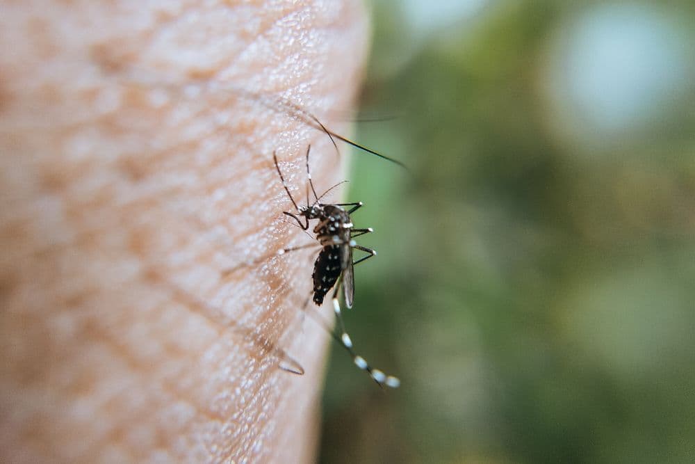 Coordenadoria Regional de Saúde alerta para circulação do sorotipo 3 da dengue em Ijuí