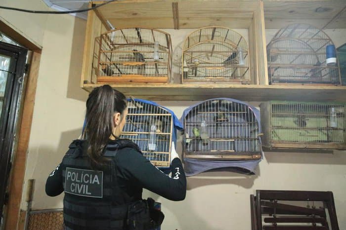 Grupo investigado por maus-tratos a animais silvestres e venda de armas para caça ilegal é alvo de operação