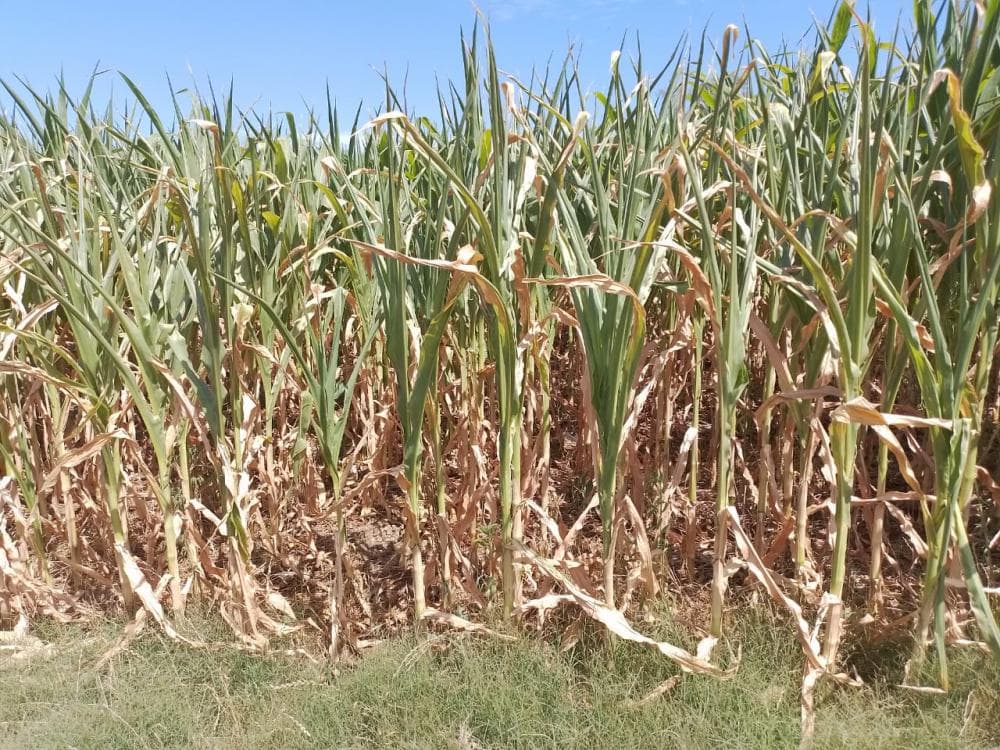 Estiagem: sobe para 21 número de municípios do RS em situação de emergência