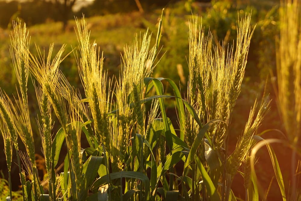 Prefeitura anuncia projeto de incentivo aos produtores rurais de Santo Augusto