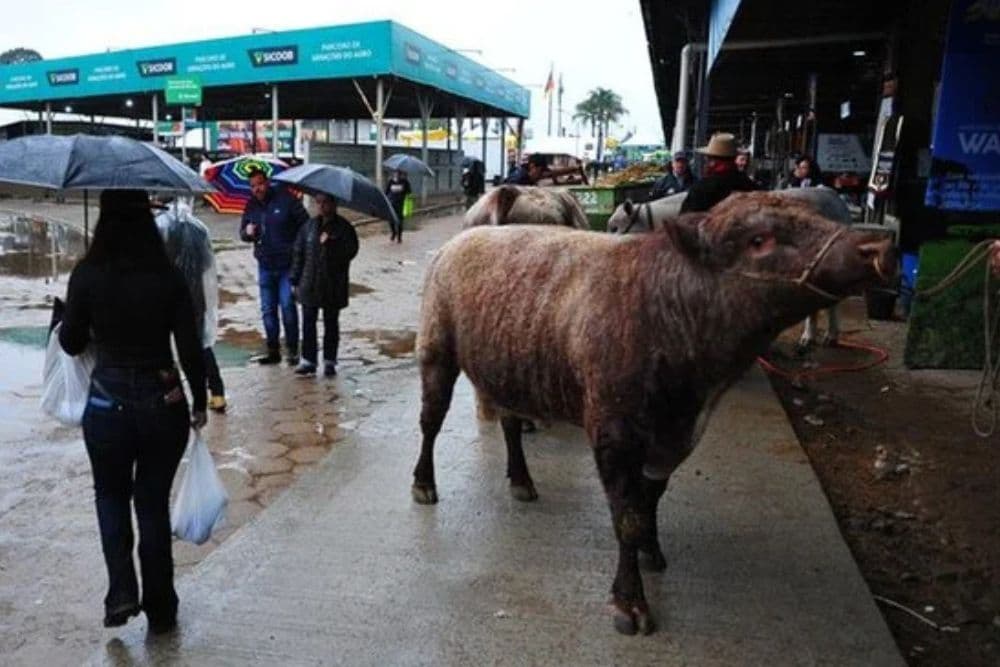 União anunciará socorro de R$ 10 bilhões aos produtores gaúchos na abertura da Expointer