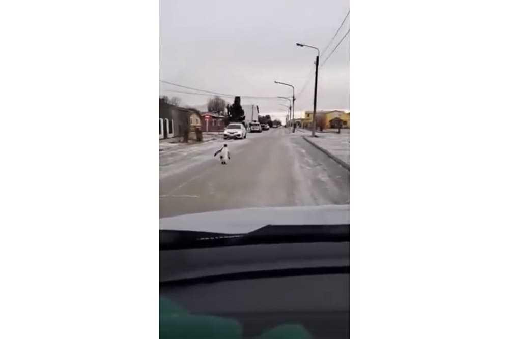 VÍDEO: com temperaturas baixas no Sul do continente, pinguim é visto no meio da rua na Argentina