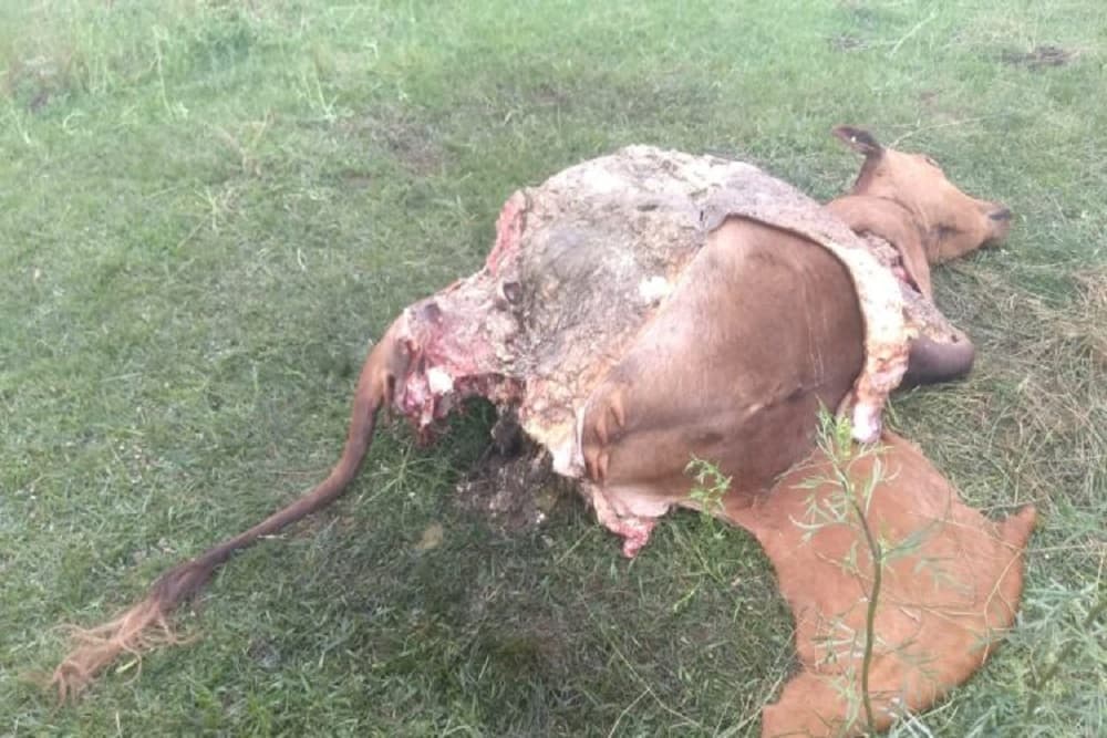 Abigeato é registrado em Santa Bárbara do Sul