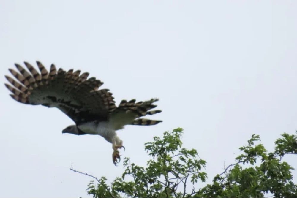 Maior águia das Américas, harpia volta a ser encontrada no Parque Estadual do Turvo