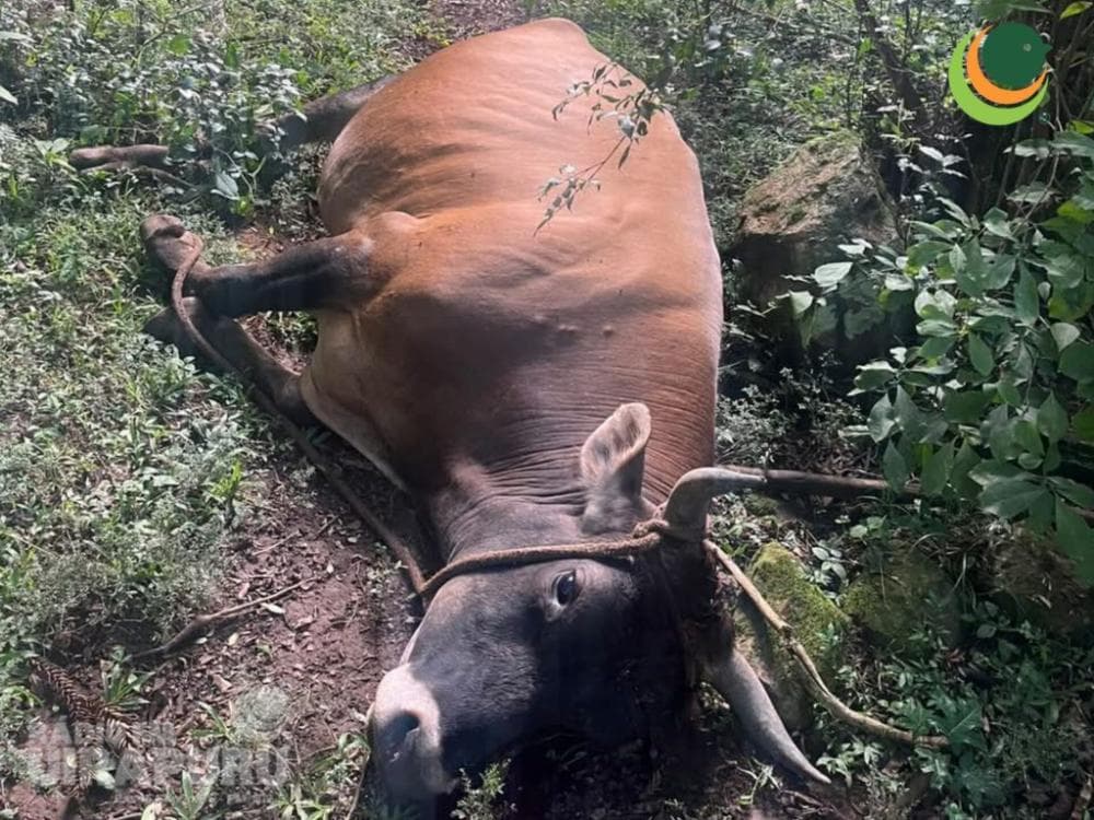 Homem de 82 anos morre após ataque de touro em Ibirapuitã
