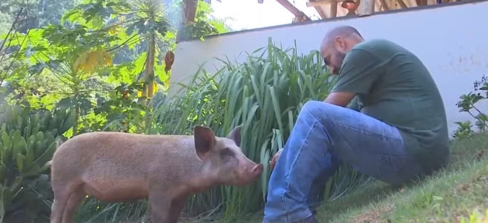 Paulista adota porcos 'Bart' e 'Lisa' ao trocar metrópole pelo interior de SC