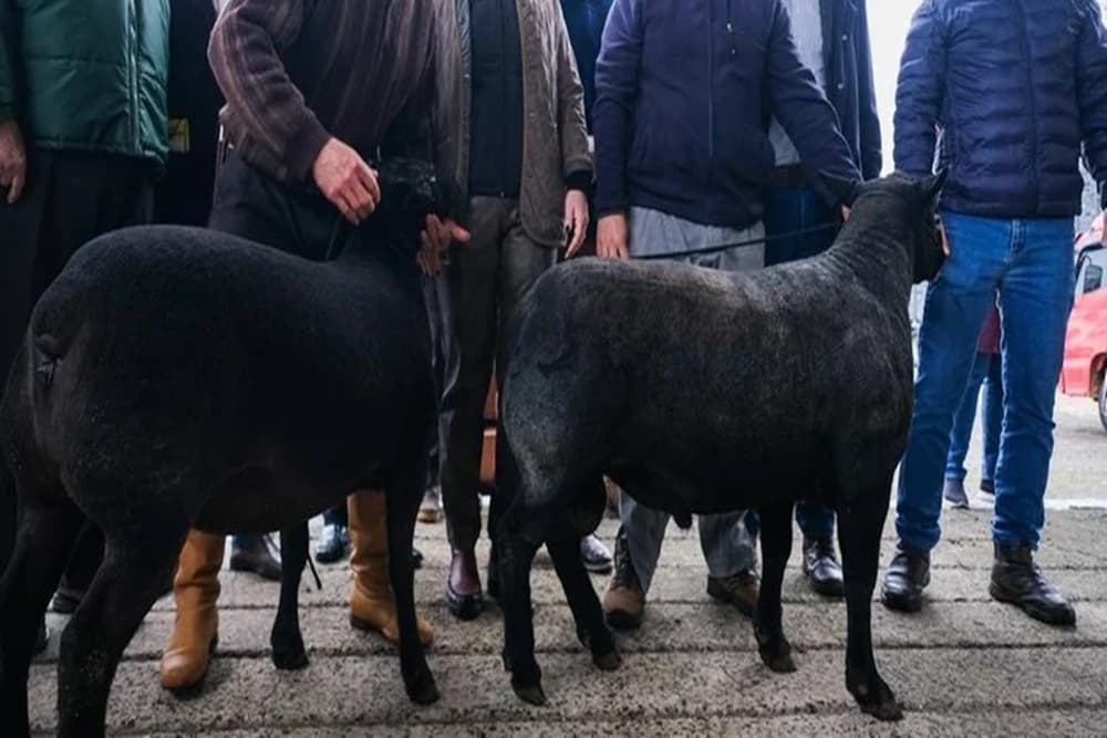 Primeiros animais chegam ao Parque da Expointer 2025