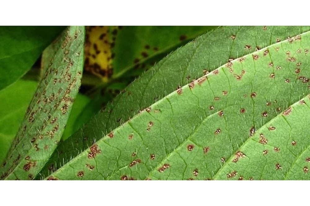 La Niña deve reduzir ocorrência de ferrugem asiática