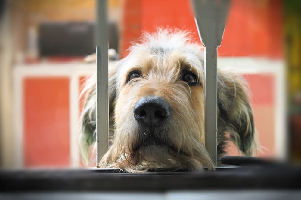 Asapan alerta para surto de parvovirose canina em Santo Augusto