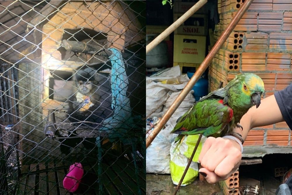 Polícia apreende macaco e papagaio mantidos em cativeiro e prende homem em flagrante por contrabando de cigarros em Chiapetta
