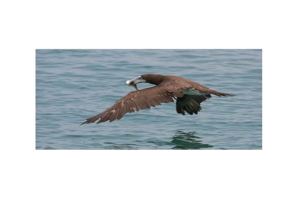 Mapa confirma terceira ave diagnosticada com gripe aviária