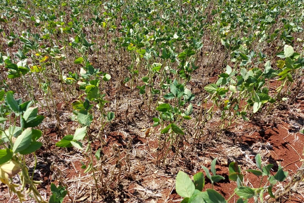 Governo publica MP que destina R$ 1,2 bi a produtores afetados pela seca