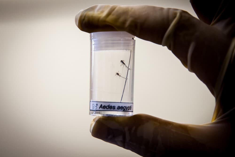 Santo Augusto não registra novos casos de dengue e situação está estabilizada