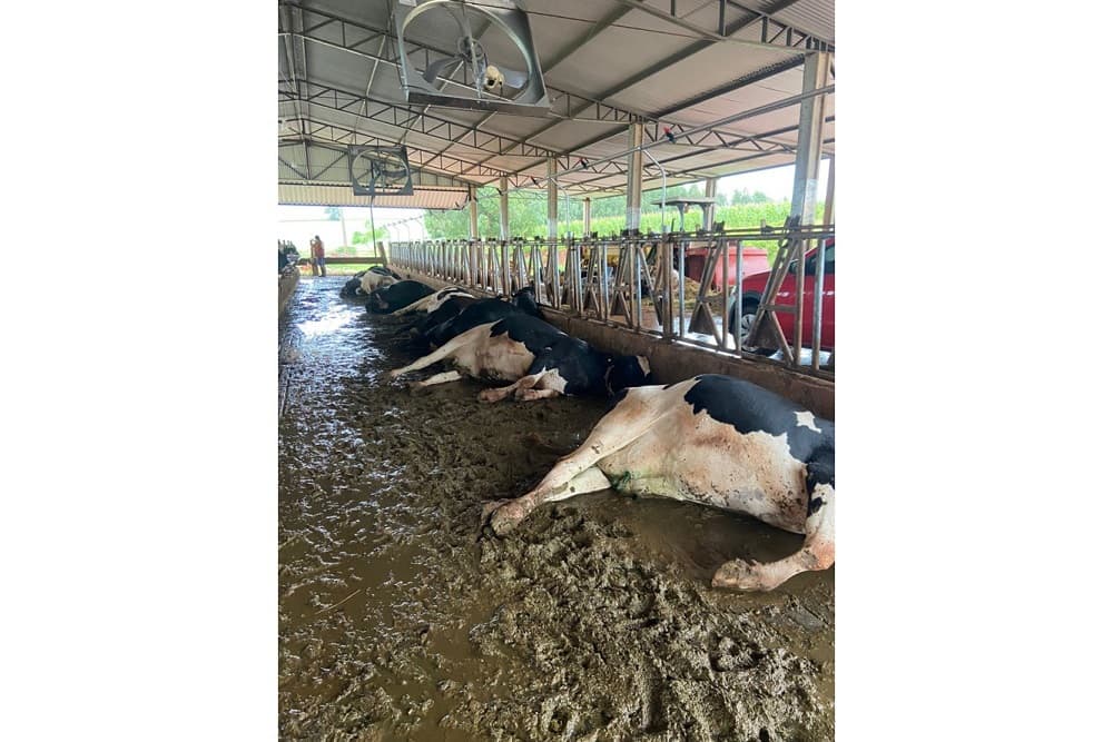 Descarga elétrica causa morte de animais em propriedade rural de Santo Augusto