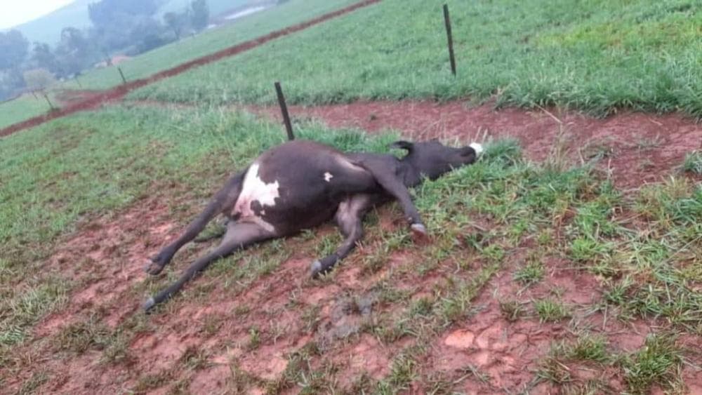 Raio mata novilha no interior de Crissiumal